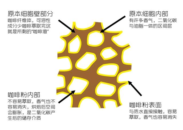 咖啡細胞壁微觀示意圖
